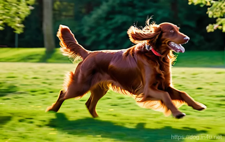 아이리쉬 세터의 성격 - A vibrant, active Irish Setter, with a magnificent ruby-red, flowing coat, joyfully running through ...