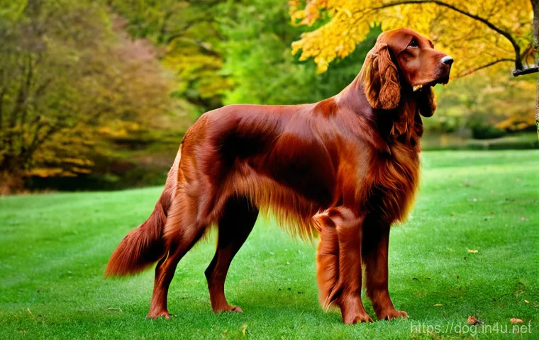 아이리쉬 세터의 성격 - A warm and heartwarming indoor scene featuring a beautiful Irish Setter with a rich mahogany coat, g...