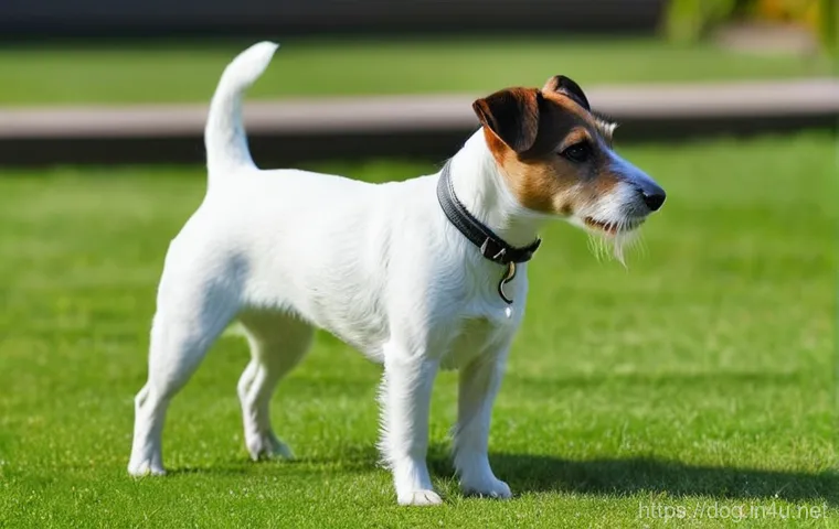 잭 러셀 테리어 활동성 관리 - **Prompt 2: Engaging Indoor Nose Work Play**
    A close-up, warm-toned indoor shot focusing on a Ja...