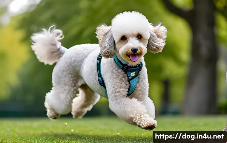 푸들 크기별 차이점 관련 이미지 1