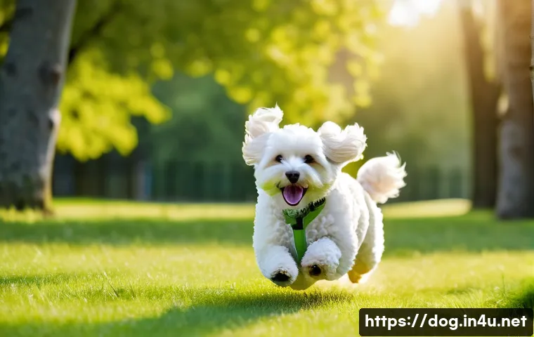 말티푸의 건강 관리 관련 이미지 1